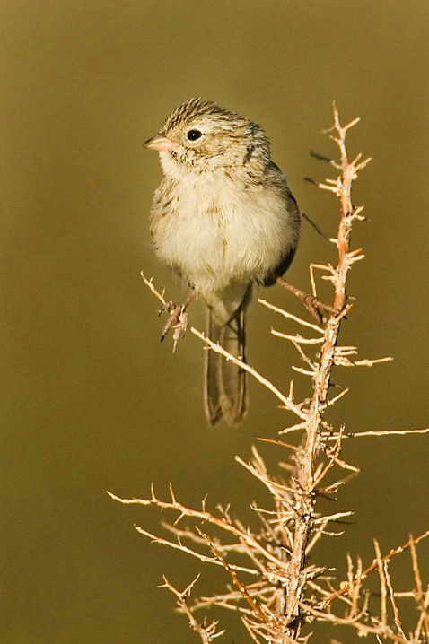 Brewer's Sparrow - ID: 2779547 © John Tubbs