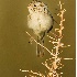 2Brewer's Sparrow - ID: 2779547 © John Tubbs