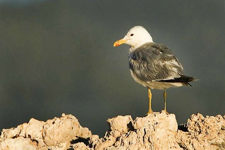 California Gull - ID: 2779548 © John Tubbs