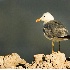 2California Gull - ID: 2779548 © John Tubbs