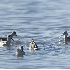 2Wilson's Phalaropes at Mono Lake - ID: 2779551 © John Tubbs