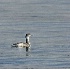 2Horned Grebe - ID: 2779553 © John Tubbs