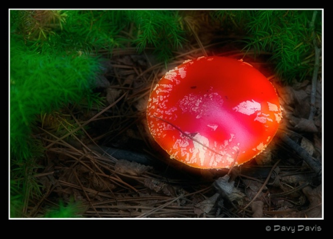 Dream Mushroom