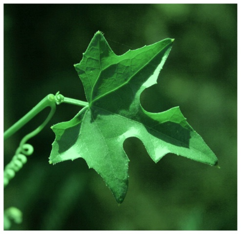 trio leaf