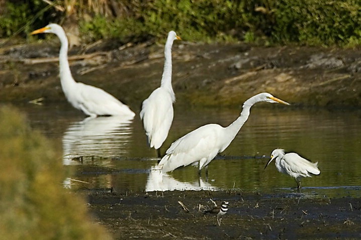 Great Egrets and Snowy Egrets - ID: 2779890 © John Tubbs