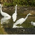 2Great Egrets and Snowy Egrets - ID: 2779890 © John Tubbs