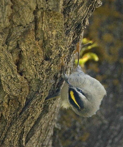 Golden Crowned Kinglet - ID: 2779891 © John Tubbs