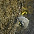 2Golden Crowned Kinglet - ID: 2779891 © John Tubbs