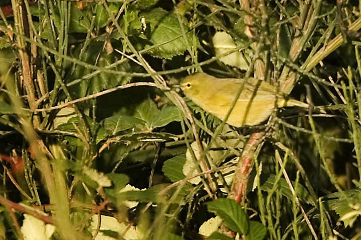 Orange Crowned Warbler - ID: 2779892 © John Tubbs