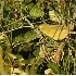 2Orange Crowned Warbler - ID: 2779892 © John Tubbs