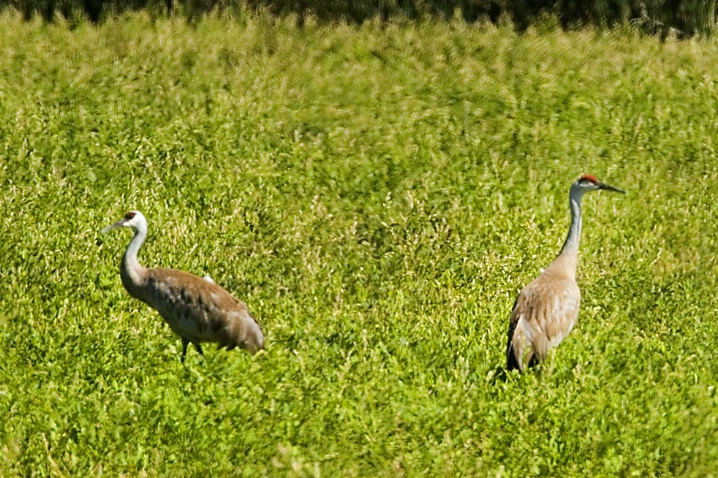 Sandhill Cranes - ID: 2779894 © John Tubbs