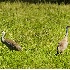 2Sandhill Cranes - ID: 2779894 © John Tubbs