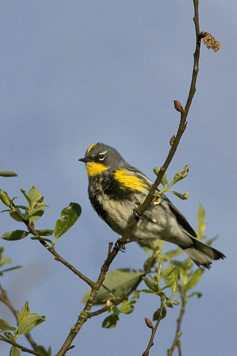Yellow Rumped Warbler (Audubon's) - ID: 2779942 © John Tubbs