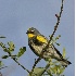 2Yellow Rumped Warbler (Audubon's) - ID: 2779942 © John Tubbs