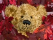 Bearied in Leaves
