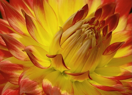 Dahlia in Red and Gold