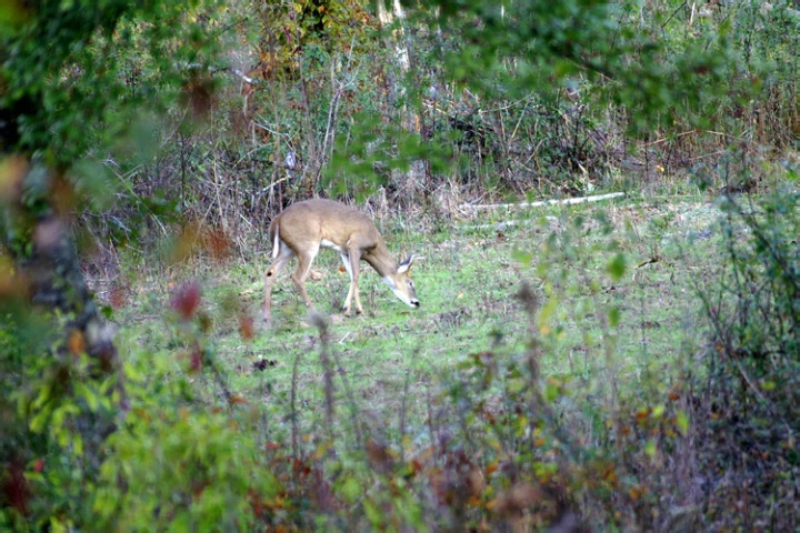 Deer Waiting....