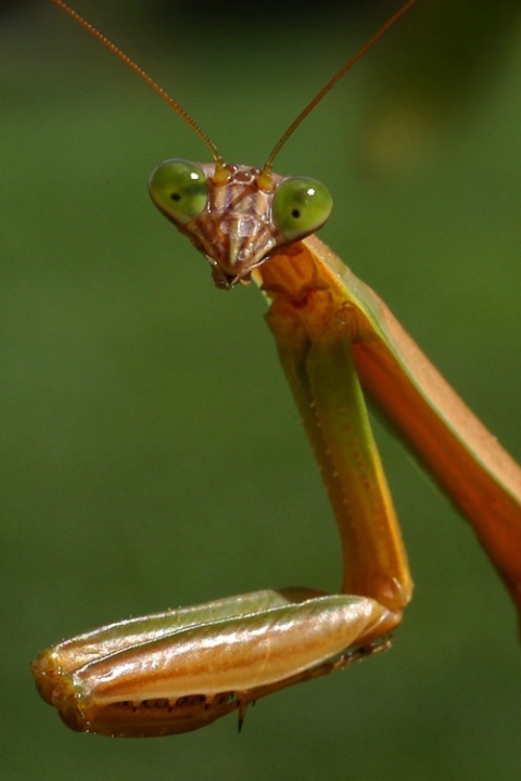 Mantis closeup