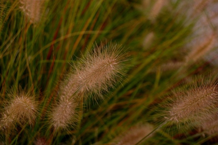 Willow
