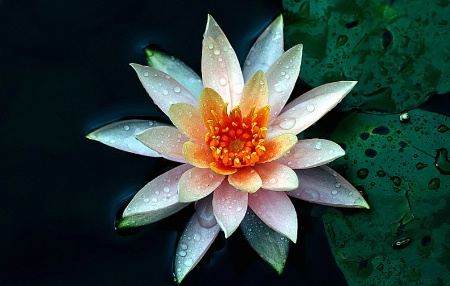 Beauty is in the eyes of....