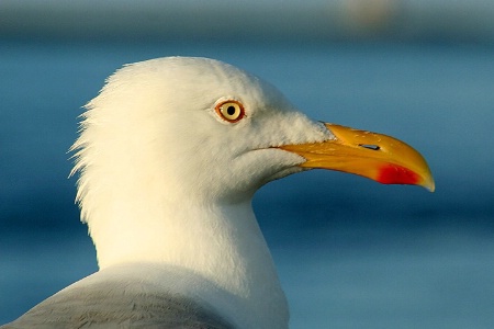 Gull Profile