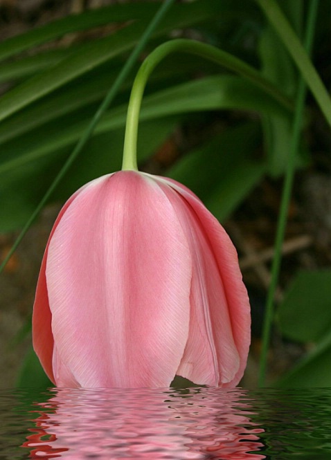 Tulip Dip