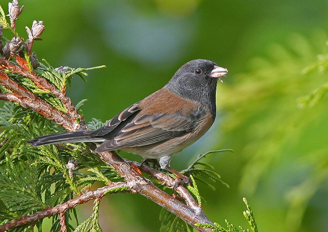 Dark-eyed Junco  - ID: 2786264 © Janine Russell