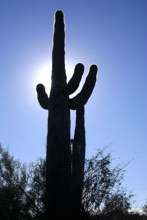 Saguaro Cactus in Phoenix