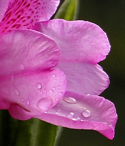 Dew Drops on Flower Petals