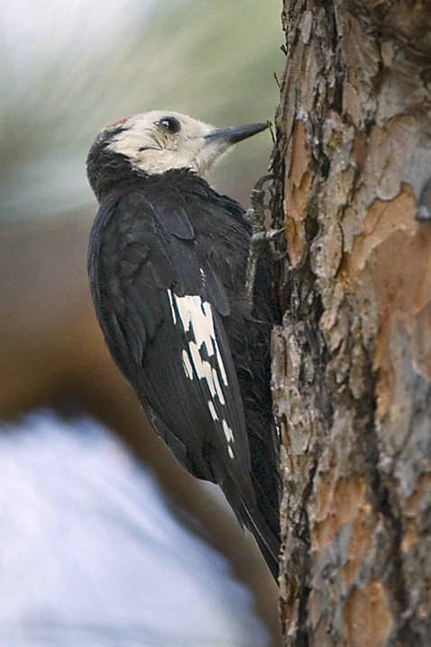 White-Headed Woodpecker - ID: 2789131 © John Tubbs