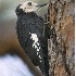 2White-Headed Woodpecker - ID: 2789131 © John Tubbs