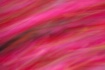pink waves