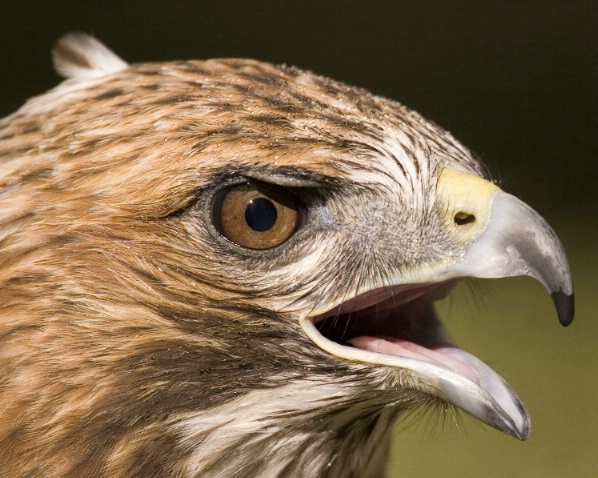 Redtail Hawk
