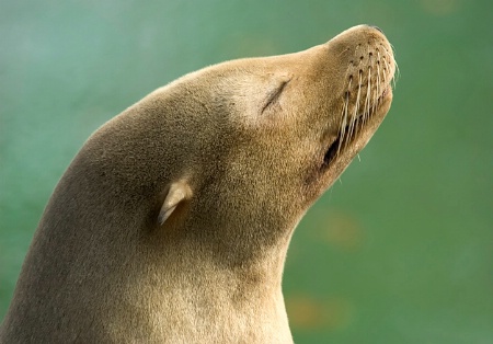 Sea Lion Basking