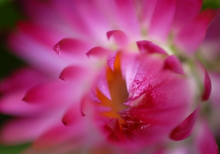 Straw Flower