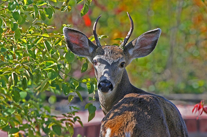 Deer In My Yard! - ID: 2793123 © Janine Russell