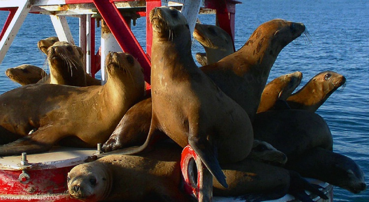 Sea Lion Pileup