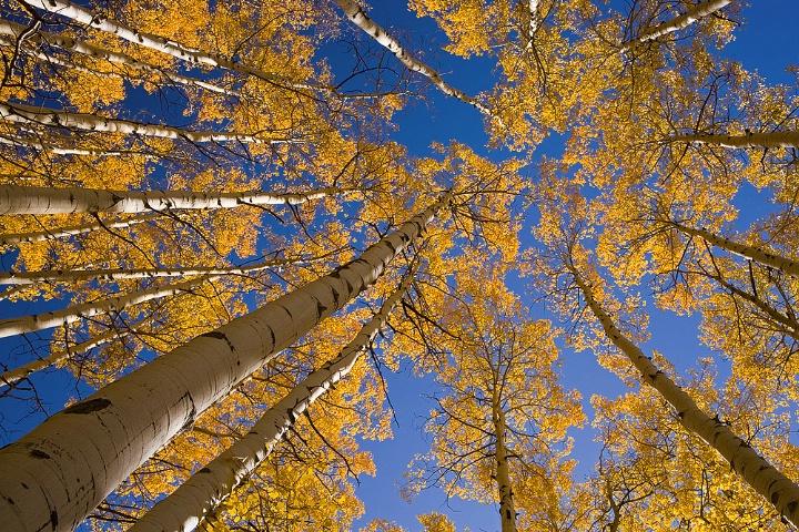 Aspen Canopy