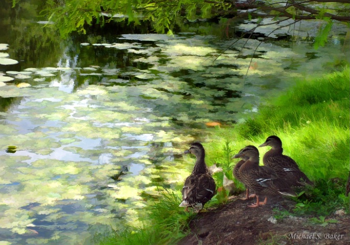 "Duck Crossing"