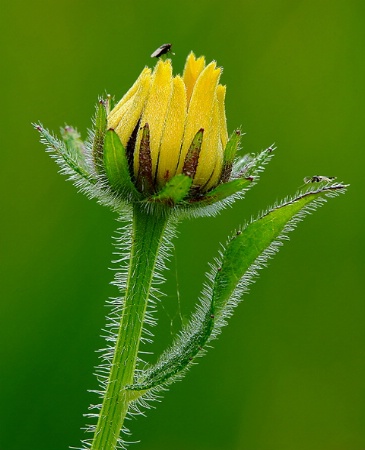 Brown-eyed Susan