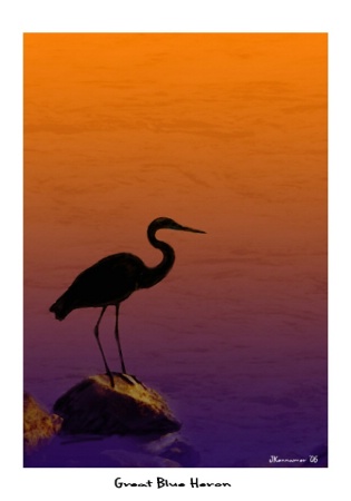 Great Blue Heron waiting for breakfast