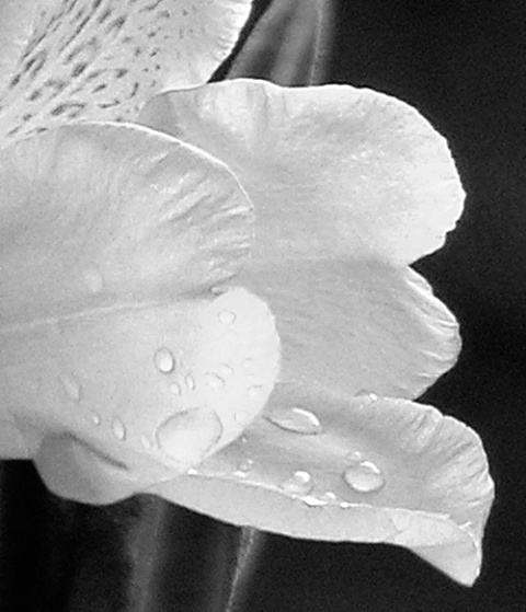 Dew Drops on Flower Petals (bw)