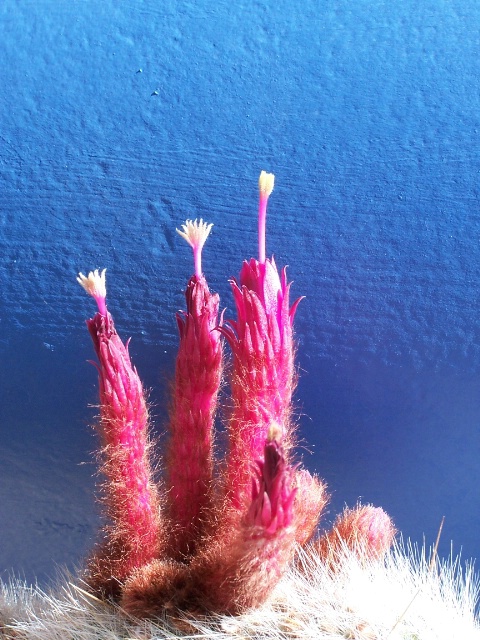Cactus...in front of blue wall