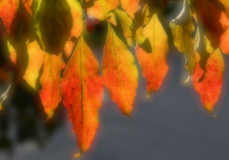 Dogwood fall colors, soft focus applied