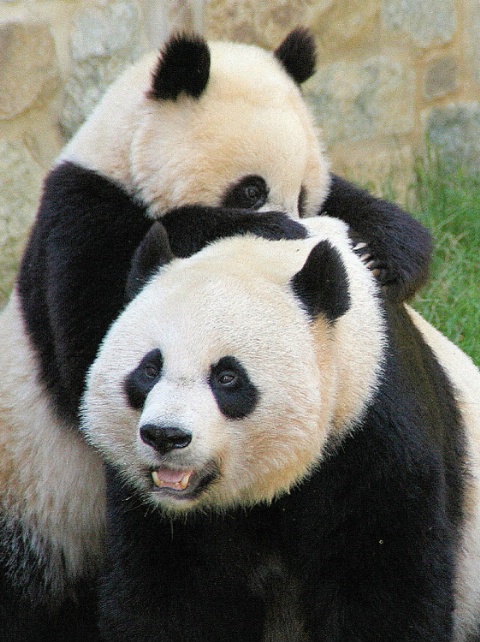 Playing panda