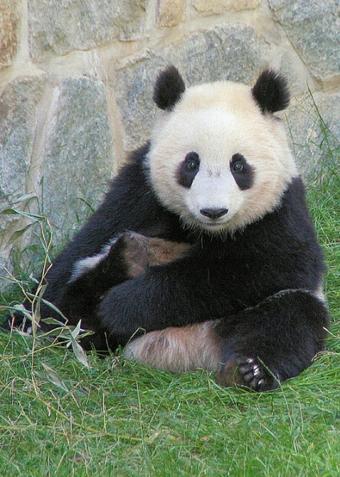 Tai Shan, panda baby, national zoo