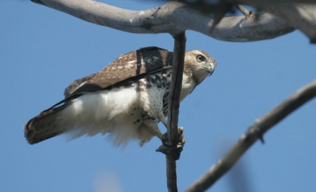 immature broad-winged hawk