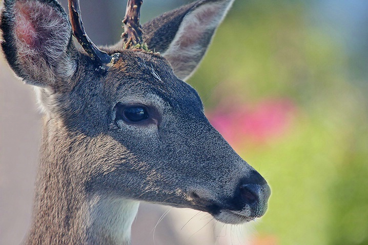 Deer Portrait - ID: 2802057 © Janine Russell