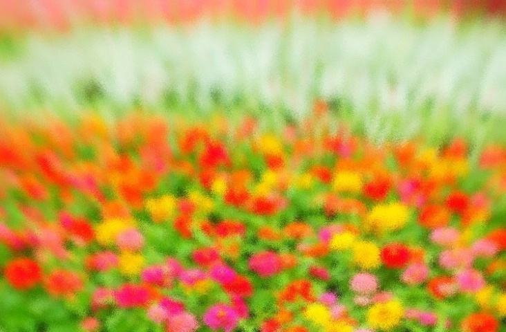 Flower bed abstract