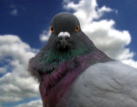Pigeon in the Sky